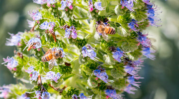 Welcome to the NEW Lavender & Honey Shop website!