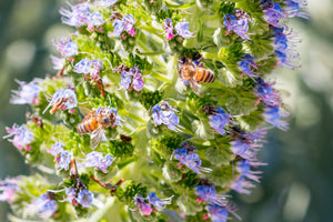 Welcome to the NEW Lavender & Honey Shop website!